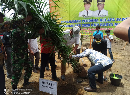 Bupati Suyatno Hadiri Penanaman Perdana Program Peremajaan Kelapa Sawit Rakyat KUD Karya Mandiri