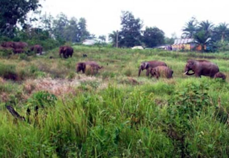 Kawanan Gajah Dari TNTN Masuki Kebun Warga di Kuansing