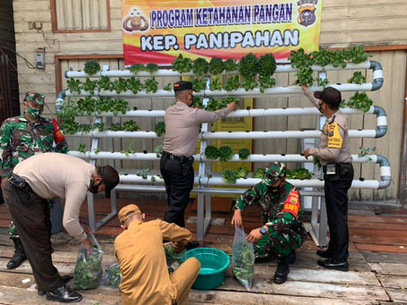 Polsek Panipahan Bagikan Hasil Panen Sayuran Hidroponik Bhabinkamtibmas Untuk Warga Isolasi Mandiri