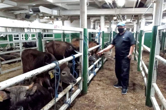 Antisipasi Covid-19, Penyembelihan Kurban di Pekanbaru Manfaatkan Rumah Potong