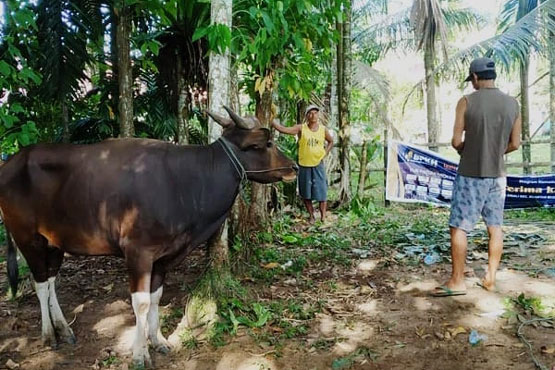 BPKH Riau Salurkan Hewan Kurban untuk Desa Terpencil