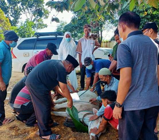 Perdana, Puskesmas Balaijaya Sembelih 3 ekor Sapi