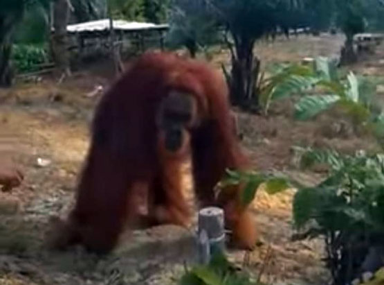 Seekor Orangutan Masuki Kebun Warga Aur Cina Inhu, Riau