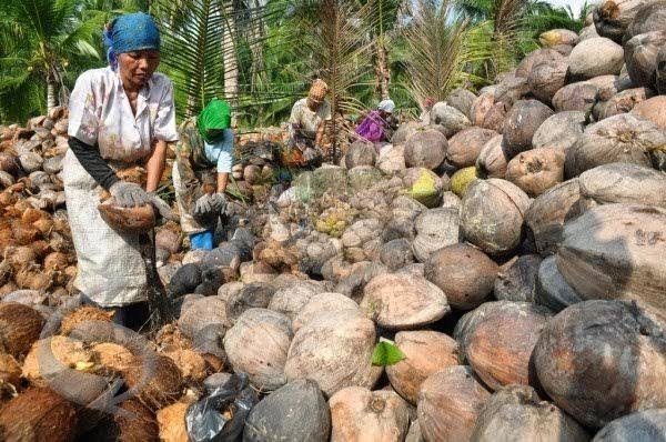 Berikut Daftar Harga Komoditi Perkebunan di Riau Pekan ini