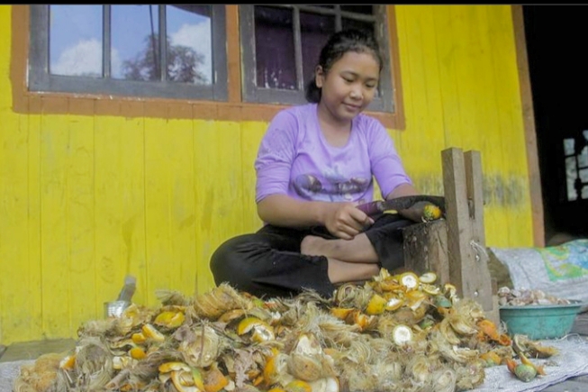 Petani terseyum nih, Harga Pinang Kering di Riau Naik Jadi Rp 19.610 per Kg