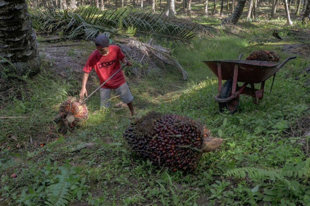 Ditanam Jokowi, Sawit PSR Dipanen Perdana oleh Wapres Maruf Amin di Rohil Riau