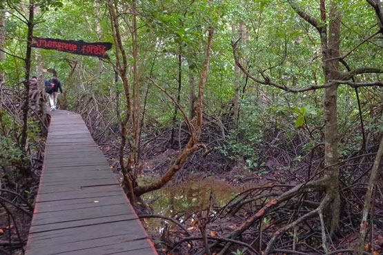 Kembangkan Wisata Mangrove di Bengkalis, Mahasiwa STIES Beri Kabar Gembira