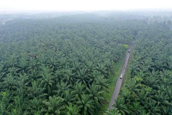 Perpanjangan Moratorium Sawit Untuk Merdeka dari Korupsi Sumber Daya Alam