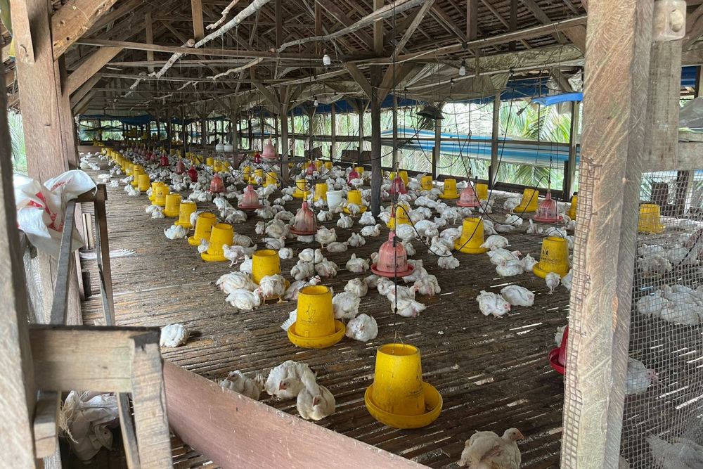 Ini Kemudahan Layanan Kelistrikan untuk Peternak Ayam di Riau
