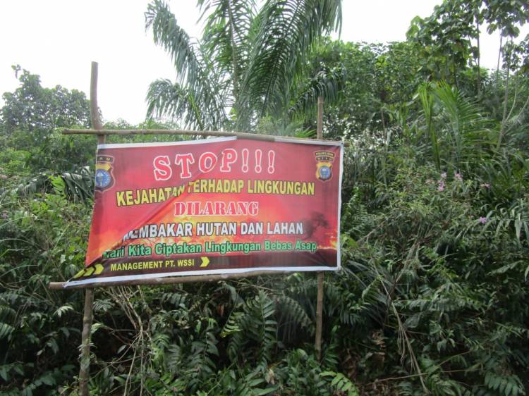 WALHI: Gubri Syamsuar Langgar Sendiri Komitmen Riau Hijaunya Dengan Beri Izin IPK PT WSSI