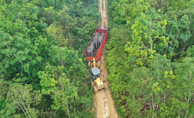 BKSDA Wilayah I Riau Translokasi Dua Gajah dari Inhu ke TNTN
