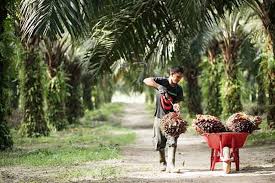 Berikut Daftar Lengkap Harga TBS Sawit di Riau Pekan Ini