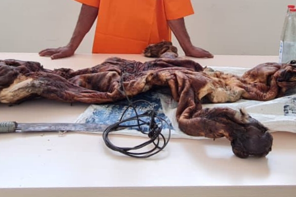 Polda Riau dan BKSDA Gagalkan Perdagangan Kulit Harimau