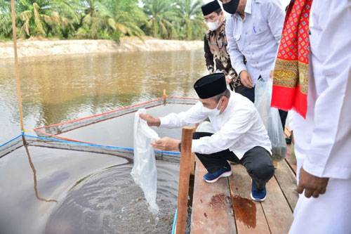 Sempena HUT Riau ke-64, Gubri Semai Bibit Ikan Di Pondok Pesantren Tahfiz Sains Al-Azhar Addauly