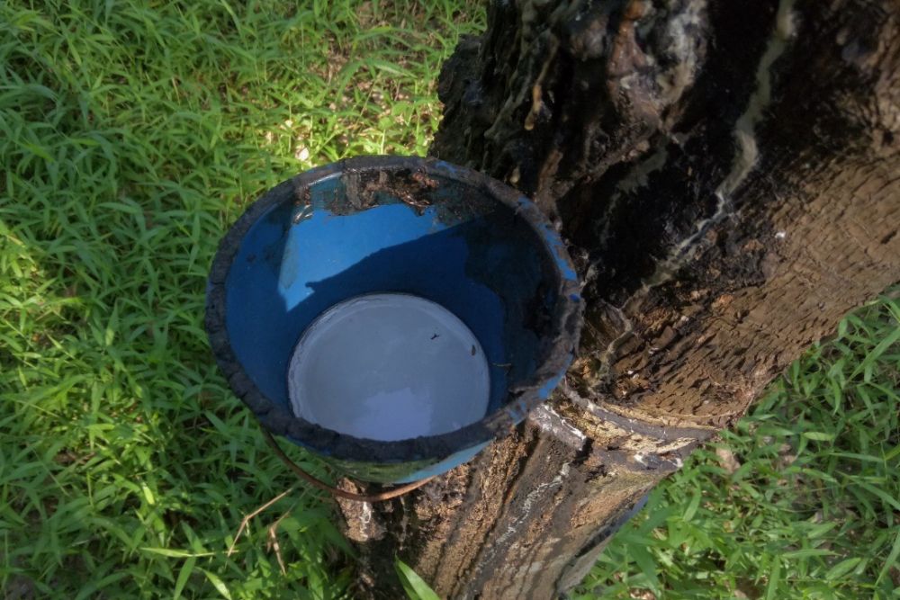 Tak Mau Kalah dengan Sawit, Harga Karet di Riau Naik Tancap Gas