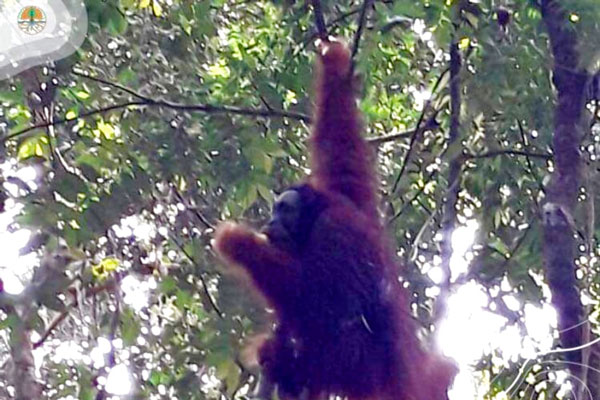 Kisah Pelepasliaran Sun Ghou Kong ke TNBT di Hari Konservasi dan Orangutan Sedunia