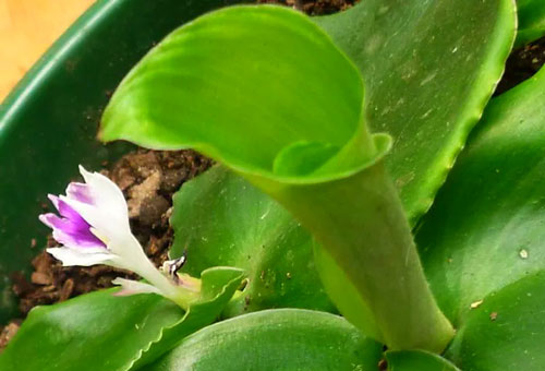 Cara Yang Benar Menanam Kencur Di Polybag