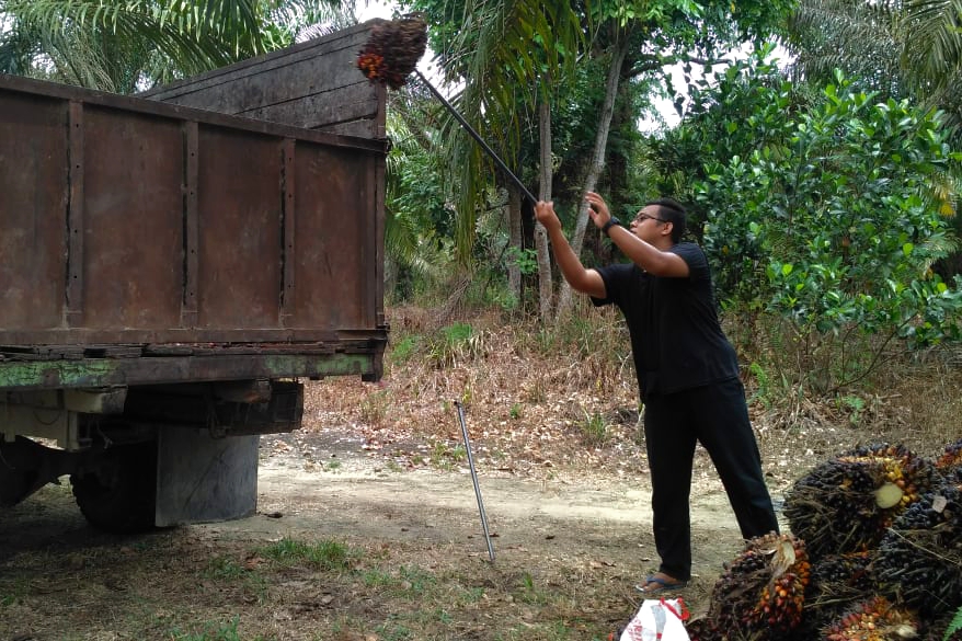 Harga Sawit Pekan Ini Rp2.782,78 per Kg