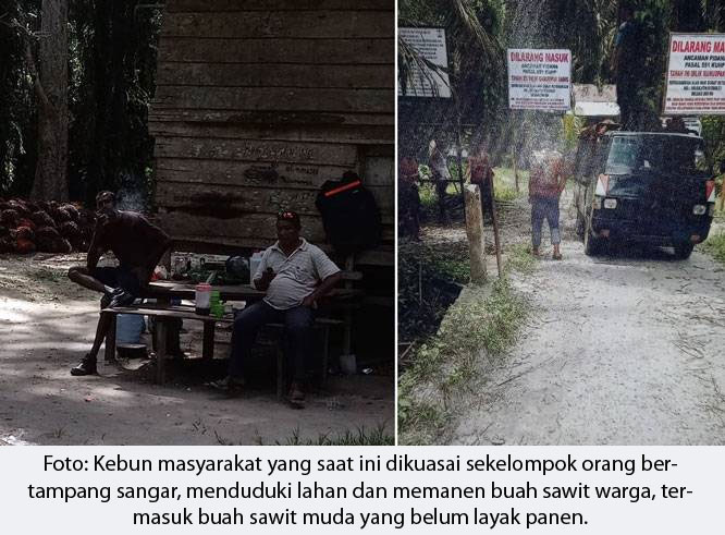 200 hektar Sawit Warga Dikuasai Preman, Udin: Pak Kapolda Jangan Tunggu Kampung Kami Berdarah-darah Baru Bertindak!