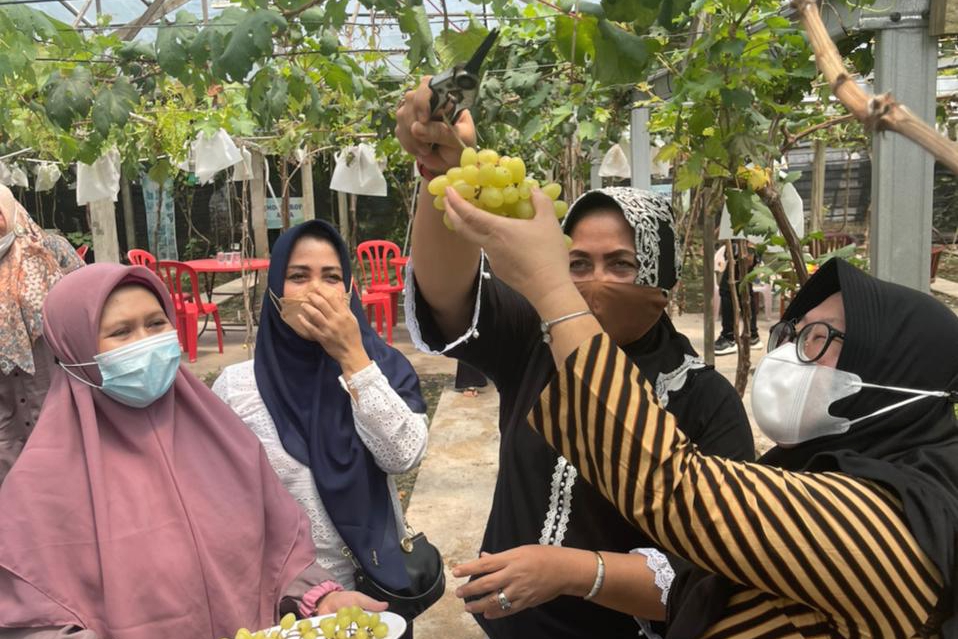 Panen Anggur, Hj Misnarni Ajak Warga Manfaatkan Pekarangan dengan Tanaman Bermanfaat