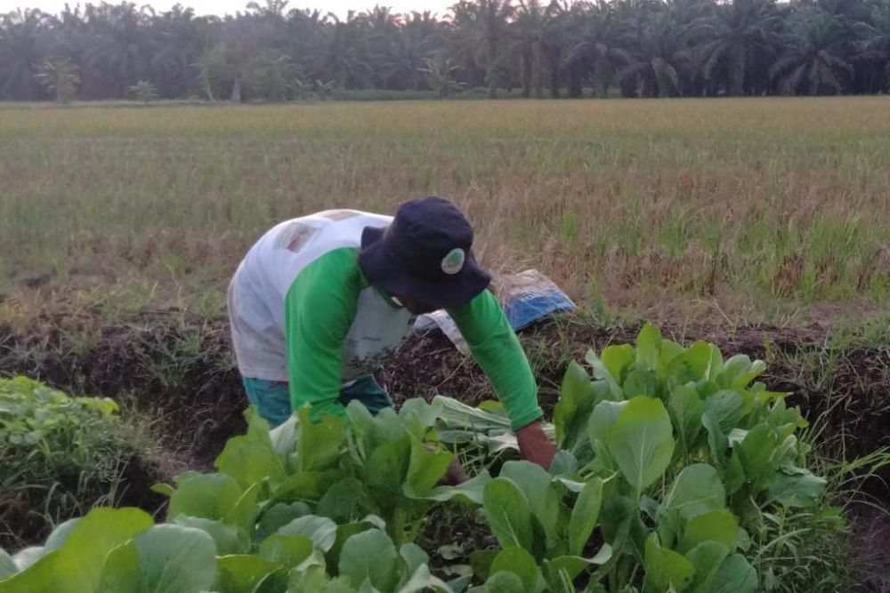 Dibimbing BRGM, Petani di Riau Sukses Olah Lahan Gambut Tanpa bakar