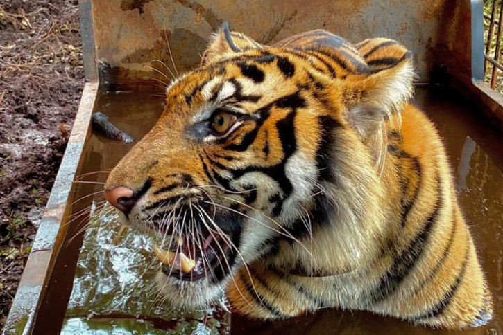 Masuk Jebakan, Harimau Sumatera di Teluk Lanus dibawa ke Pekanbaru