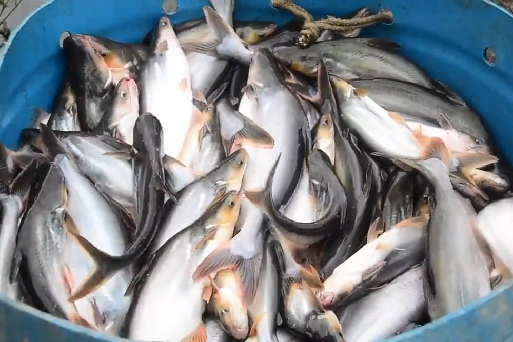 Gubernur Riau: Investor Luar Negeri Minta Ikan Patin 30 Ton Per Hari
