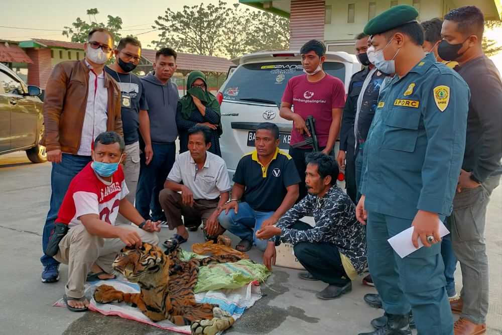 Gegara Jual Kulit Harimau, 4 Pelaku di Tangkap di SPBU Kampar Riau