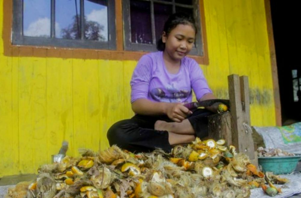 Harga Pinang Kering Turun Tipis, tapi masih diatas Rp16 Ribu per Kg