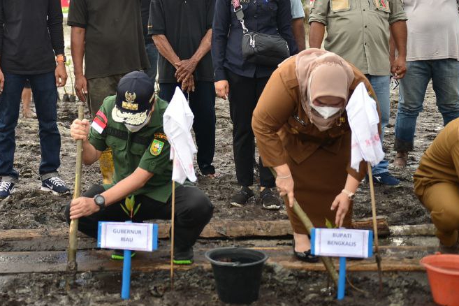 Cegah Abrasi, Gubernur Riau Tanam Bakau di Pulau Bengkalis