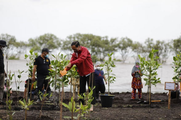 Kendalikan Abrasi, Jokowi Tanam Mangrove di Pulau Terdepan Bengkalis