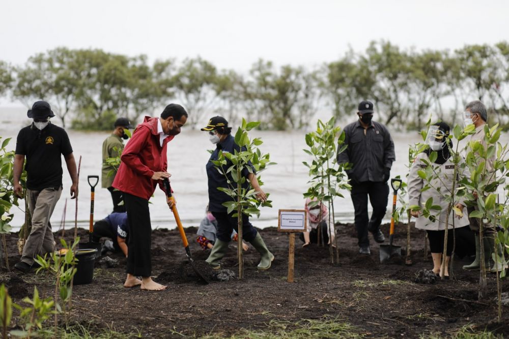 Kejar Target Akhir Tahun, BRGM Kebut Penanaman Mangrove Seluas 973 Hektar di Bengkalis
