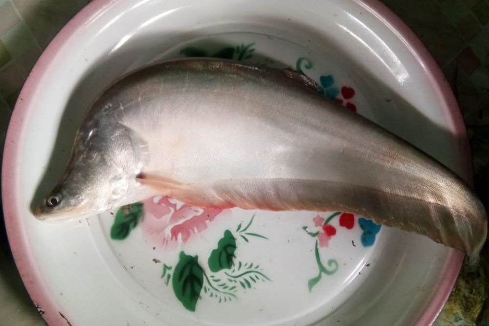 Ikan Belida Dilarang Ditangkap, Ini kata DKP Riau