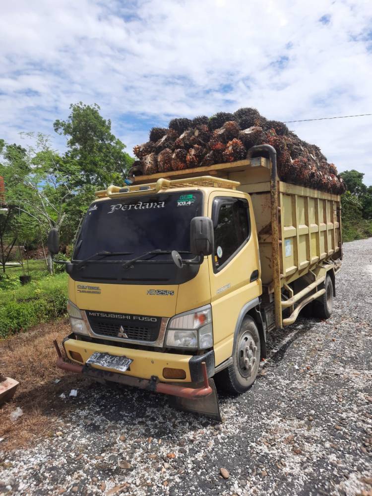 Petani di Kampar Tangkap Truk Bermuatan, Diduga Bawa Sawit Koperasi Kopsa M