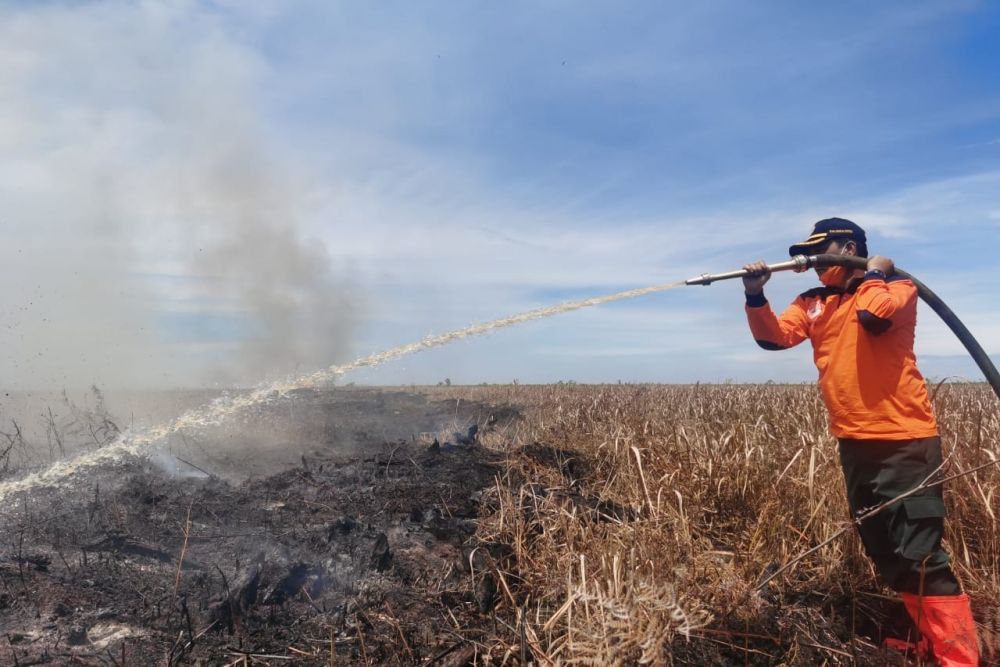 BPBD Riau Berhasil Memadamkan Kebakaran Lahan di Area Terbuka