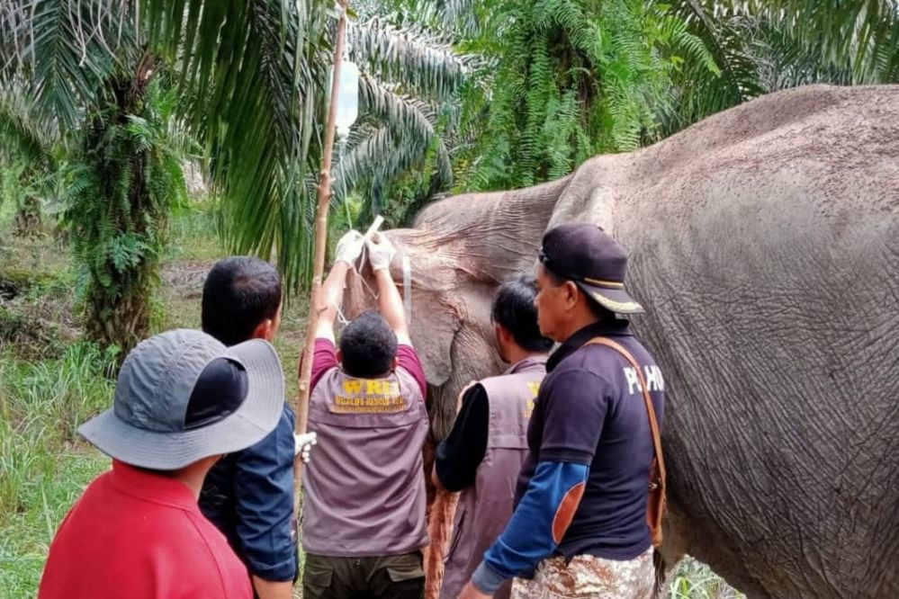 Tim BKSDA Temukan Gajah Liar, Sakit Tidak Selera Makan