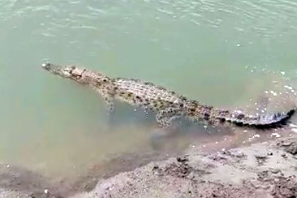 Warga Indragiri Hilir Tewas Diterkam Buaya, Kapolres Imbau Warga Berhati-hati