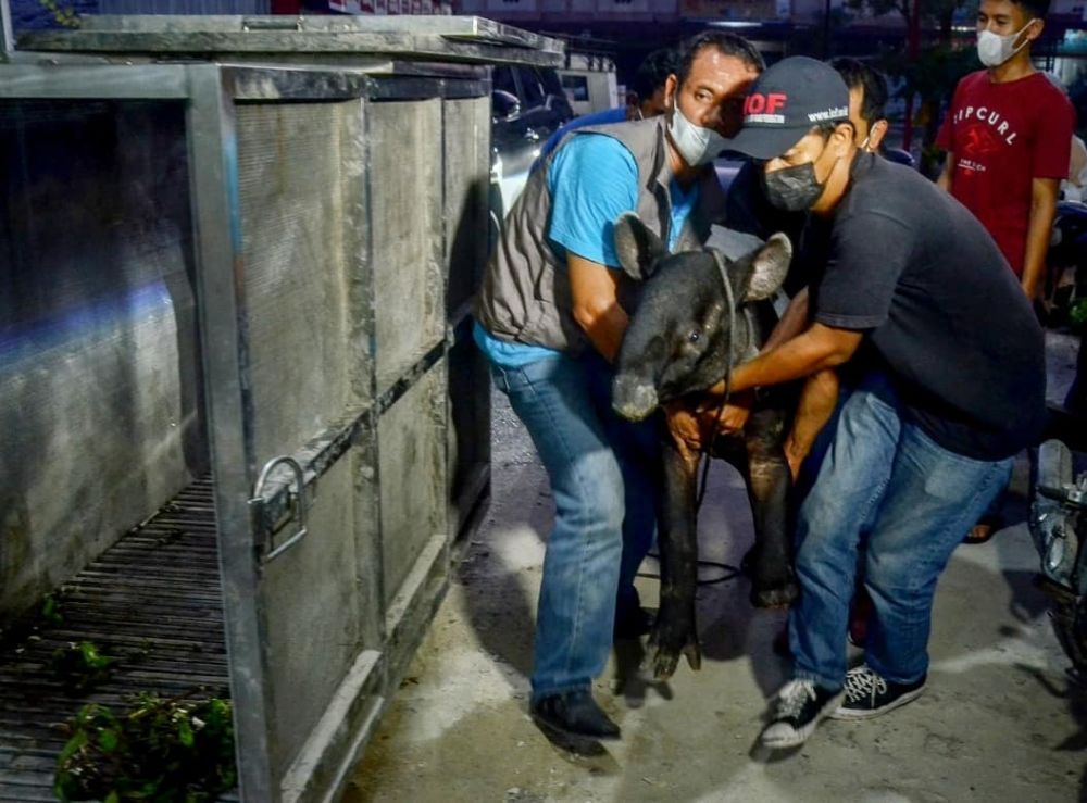 BKSDA Berhasil Evaluasi Seekor Tapir Betina yang Terjerat di Minas Kabupaten Siak