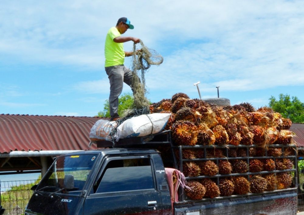 Pecah Rekor Sepanjang Masa, Inilah Daftar Lengkap Harga TBS Sawit di Riau