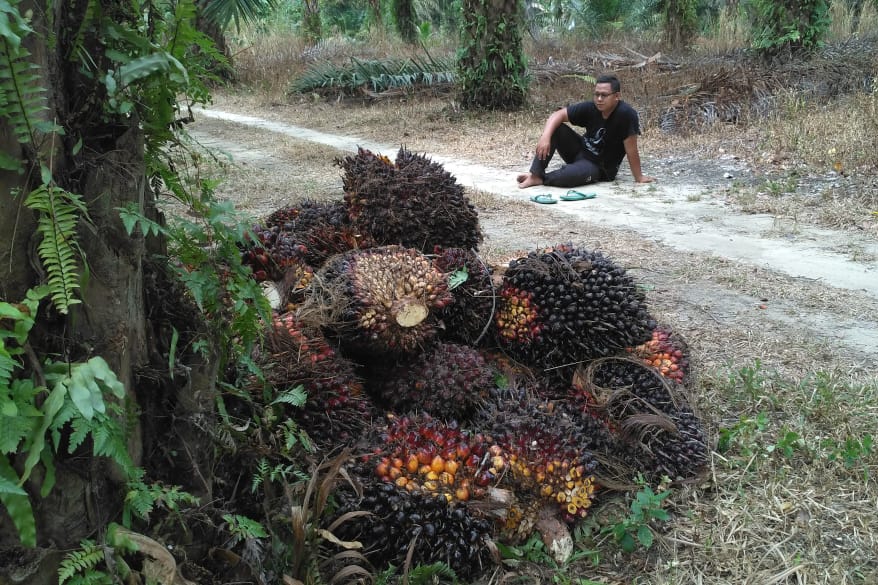 Hipemari Jakarta Dukung Tuntutan DBH Sawit