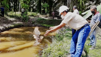 Angkat Perekonomian Peternak Desa Bagan Limau