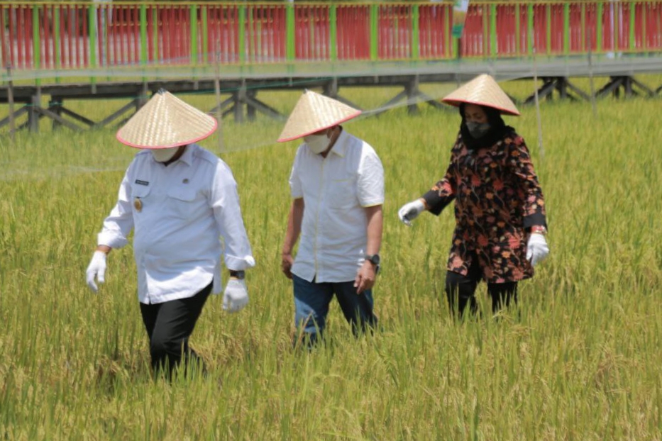 Gubernur Syamsuar: Padi Kaya Gizi Diharapkan Atasi Stunting di Riau