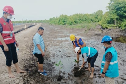 Peduli Lingkungan, PLN Tanam Bakau Untuk Jaga Ekosistem Pulau Bengkalis