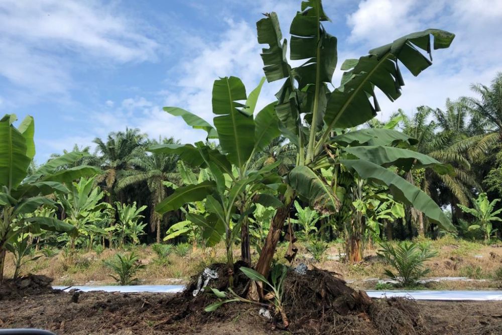Gubernur Riau Bersama Petani Kuansing Bahas Pisang Kepok, Begini penjelasannya