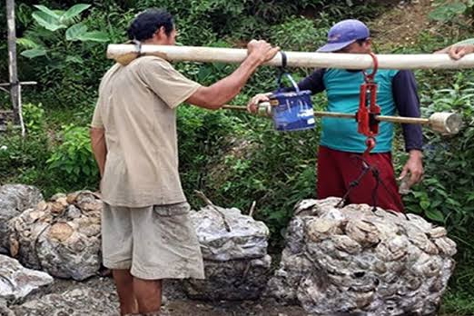 Alhamdulillah Harga Bokar di Riau Secara Umum Naik