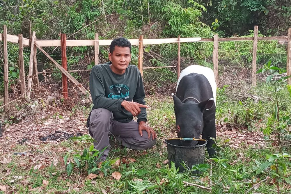 Begini Cerita Petugas BBKSDA Riau Selamatkan Tapir Terluka di Kuansing