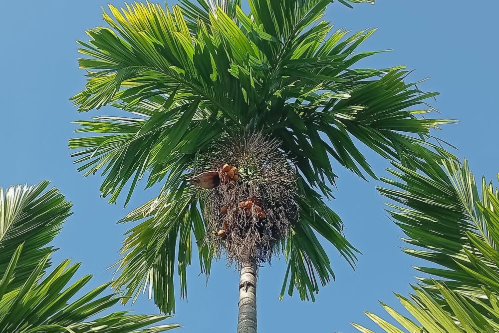 Turun Tipis, Harga Pinang Kering di Riau Jadi Rp14.970 Ribu per Kg