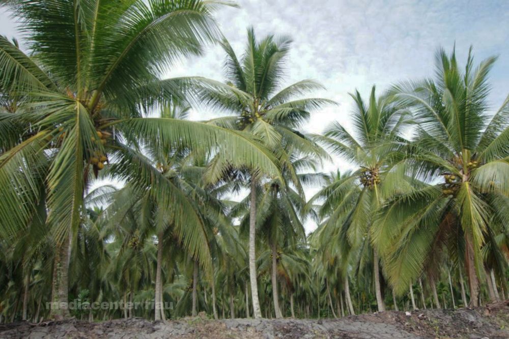 Harga Produk Komoditi Perkebunan Lainnya di Riau Pekan Ini Masih Tetap