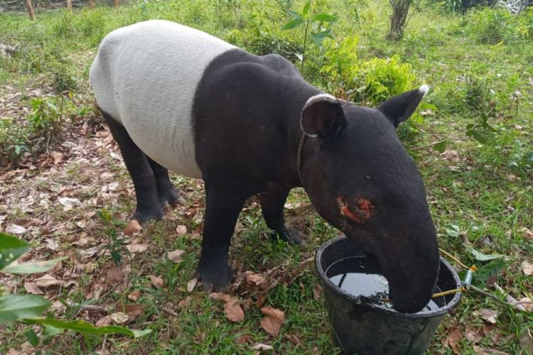 Satwa Tapir Ditemukan Luka di Kuansing Akibat Benda Tajam