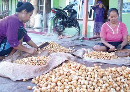 Harga Pinang Kering di Riau Rp16.670 Ribu per Kg, Kelapa Butiran Stabil, Kopra Turun